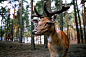 animal-antlers-close-up-45175