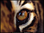 animals tigers wallpaper (#98584) / Wallbase.cc