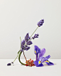 Lavender plants arranged in opposite directions with iris and mastic plants arranged upside down against an off-white background.