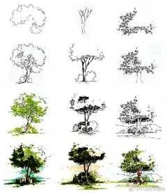 画树的基本要领 ​​​​