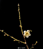 我的首页 微博-随时随地发现新鲜事 _植物_T20191229 