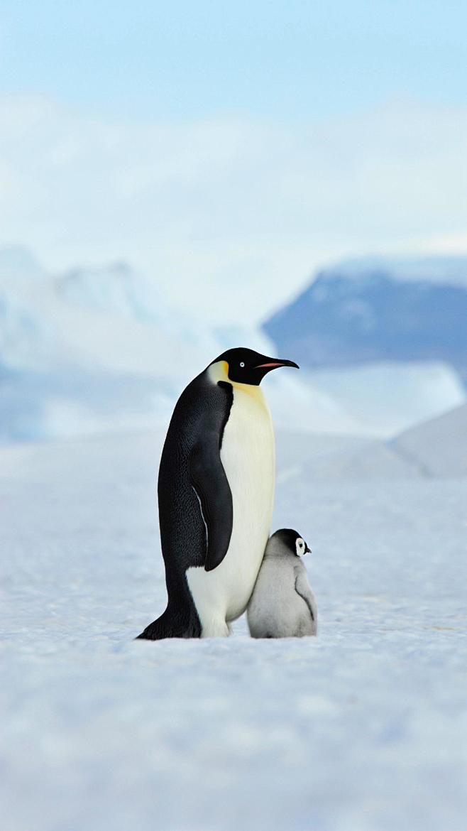 企鹅明明是鸟类，可是为什么它们不会飞呢？