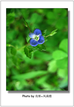 茉莉li采集到花草科