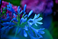 《Agapanthus in twiIqht》 摄影师：Lafugue Logos