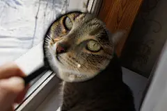 点击来源直接获取大图文件 |通过放大镜看到的猫脸的有趣视图