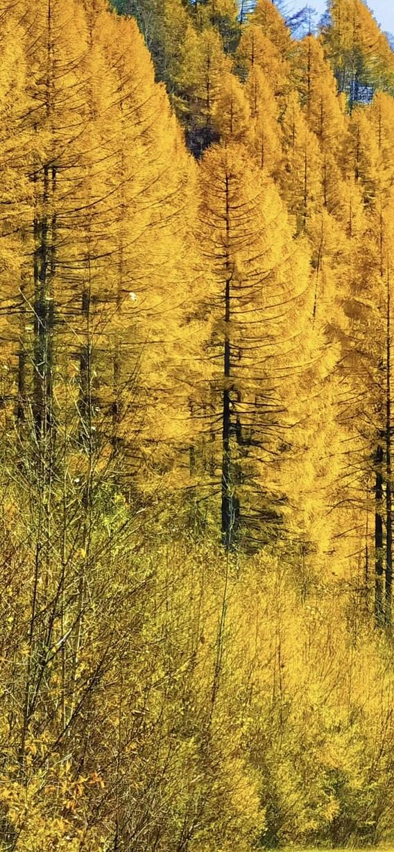 金色的秋天.自然风景