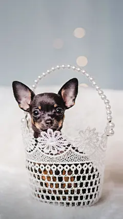 @大圣中的战斗菊#唯美背景#唯美壁纸#壁纸#手机壁纸#美景