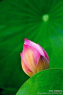 冰是睡着的水~采集到繁花似锦