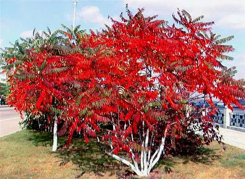丛生火炬树