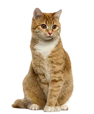 产品模板样式和素材