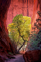 Slot Canyon / Escalante National Park, UT