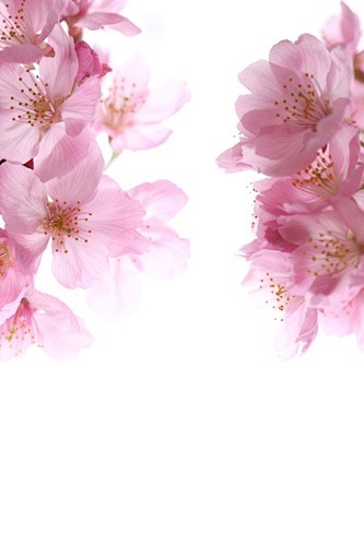 花,自然,粉色,樱桃,花朵_gic669...
