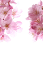 花,自然,粉色,樱桃,花朵_gic6699958_Cherry blossoms_创意图片_Getty Images China