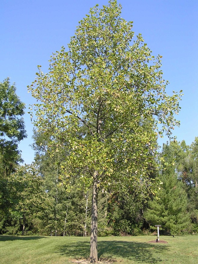 鹅掌楸30-35 Tulip Tree ...