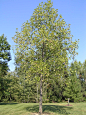 Tulip Tree -- Liriodendron tulipifera