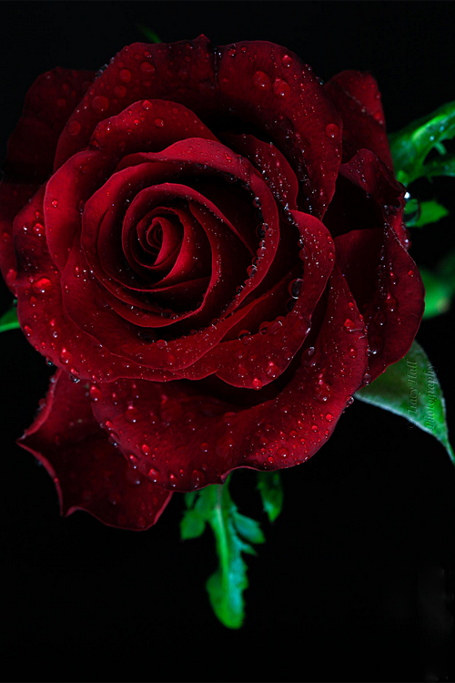 Red Wine Rose by Tra...