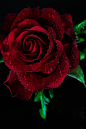 Red Wine Rose by Tracy Hall ……#红玫瑰花语# #宁静花朵# @予心木子