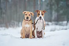 点击来源直接获取大图文件 |American staffordshire terrier dog holding a puppy on a leash