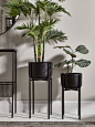 Cox & Cox Black Standing Planters - £285.00