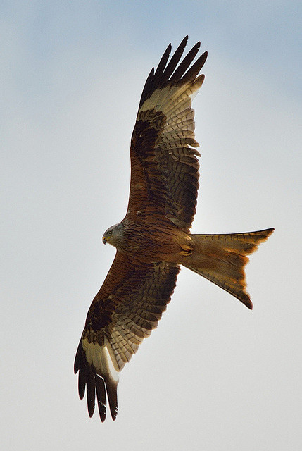 waasabi:

Red Kite b...