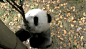 熊猫家园-pandapia
#14级熊猫宝宝班成长直播# 直播刚开始的时候，就拍到了小灰灰一个瞬间[熊猫]当然，帮主不能说太多，大家自己看吧~现在应该是午餐时间，吃饭的时候不要看哦
