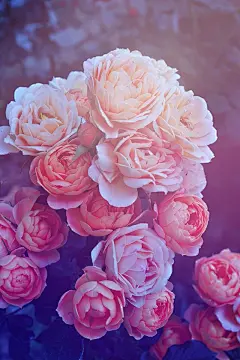 创美乐家居生活馆精选高清手机壁纸-手机墙纸-锁屏壁纸-iPhone6专用壁纸-大屏手机高清壁纸