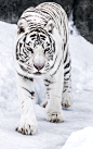 White Tigress