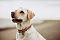 Best 100+ Dog Images | Download Free Pictures on Unsplash : Download the perfect dog pictures. Find over 100+ of the best free dog images. Free for commercial use ✓ No attribution required ✓ Copyright-free ✓