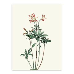 Eva_Yeung采集到各种零碎——花花