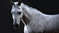 horse, Aritz Basauri : Last project done. Keep working on furry animals. Been the fur so short, the main challenge has been to balance correctly the density and length and also applying properly displacement to the fur. Overall a really fun process. Love 