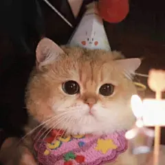 猫咪头像 - 高清图片，堆糖，美图壁纸兴趣社区
