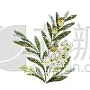 花束,矢量,橄榄枝,水彩画,华丽的,请柬,贺卡,水彩画颜料,背景分离,浪漫