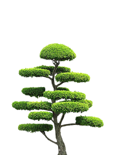 ps植物素材