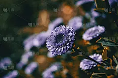 特写的紫堇花与日落的光