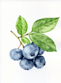 蓝莓分行 - 小原绘画（Fuits水彩画艺术墙，静物）： 