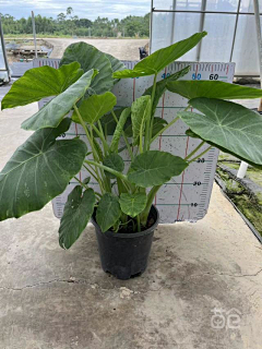 LLL``采集到W植物品种 种植说明