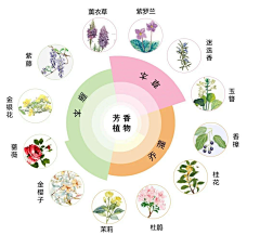 不记得了NN采集到W-文本排版-植物分析