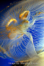 Jellyfish***
