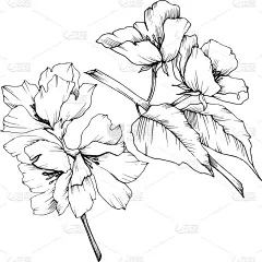 花朵,黑色,壁纸,植物群,春天,乡村风格,植物,花,剪影
