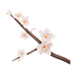 梅花 高质量花卉花朵PNG免抠图_13.-Sakura