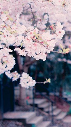 o子狸采集到花嫁