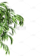 绿色叶子植物树叶