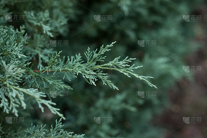 花园里树篱中的柏树枝