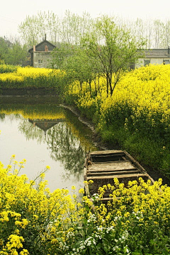 铁勺猫采集到油菜花