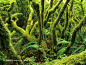热带雨林中长满苔藓的树木和蕨类植物高清桌面图片素材