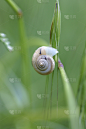 幼小动物,蜗牛,自然,垂直画幅,草地,软体动物,户外,草,特写,稻草