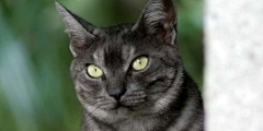 tara近卫官采集到猫狗种类