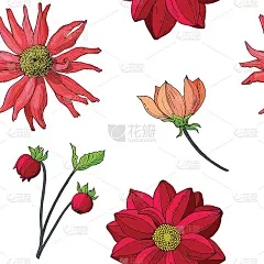 无缝图案的秋季花，花蕾:大丽花，百日草。手绘矢量插图孤立在白色背景。