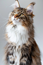 缅因猫家居生活宠物猫摄影图