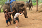 重庆旅行社www.ytszg.com泰国跟团游第二天骑大象帮大象锤鼻子